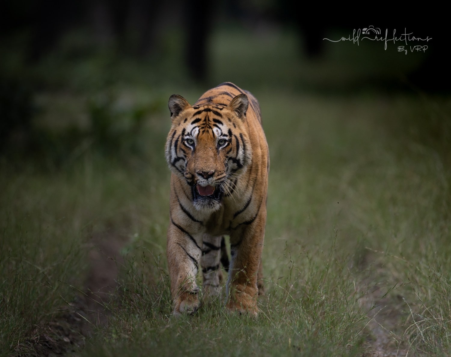 Tadoba Tiger